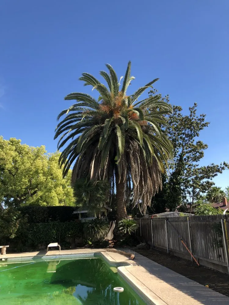 Affordable landscaping services with custom design in San Jose, CA by Premier Tree Service