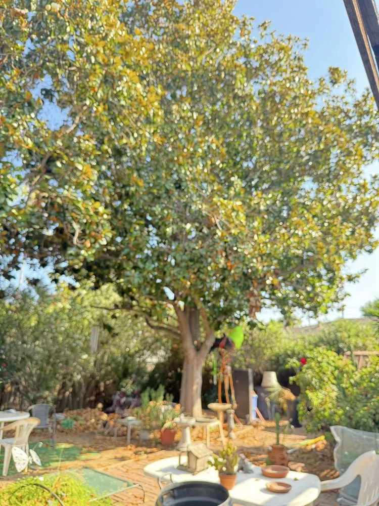Affordable yard maintenance for outdoor upgrades across San Jose, CA - Premier Tree Service