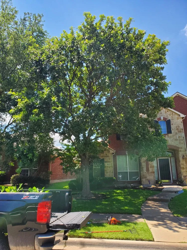 Trusted residential landscaping in Cross Roads, TX - Premier Yard & Tree Pros