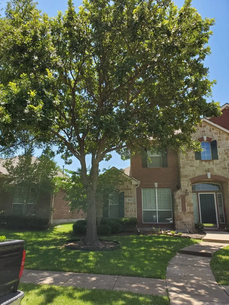 Trusted lawn care service with custom design across Cross Roads, TX - Premier Yard & Tree Pros