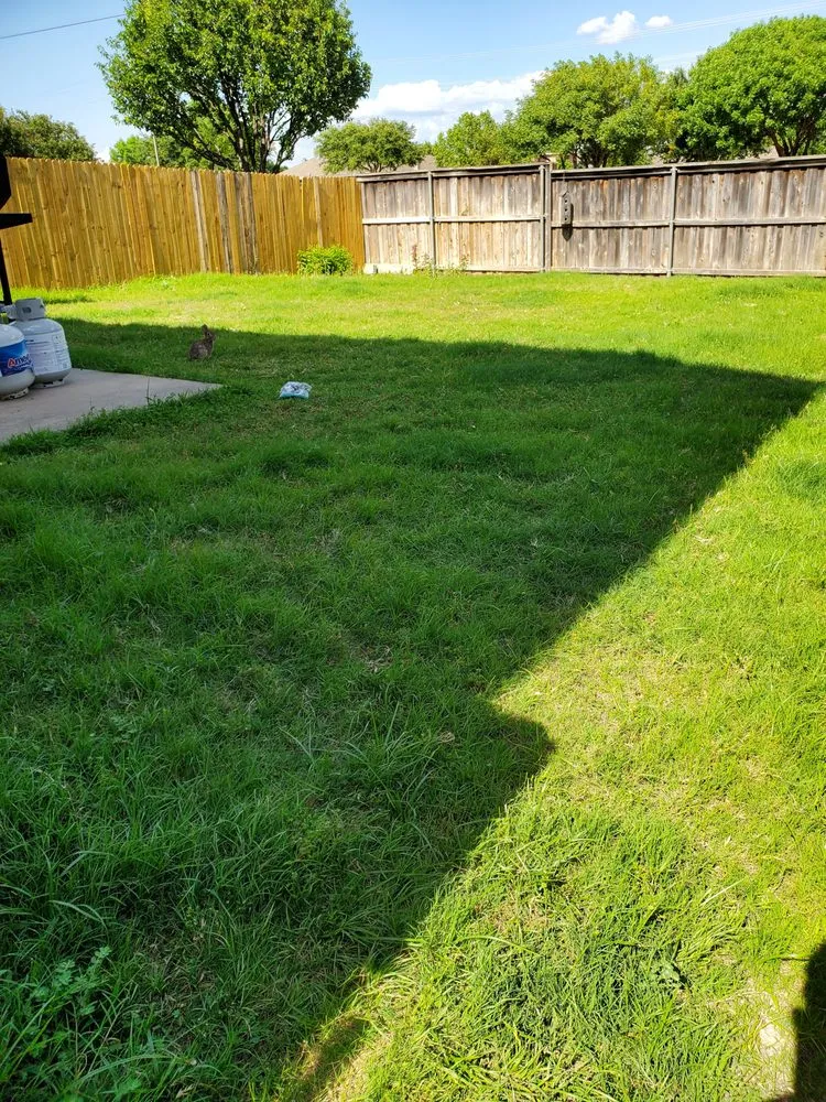Affordable lawn mowing service in Cross Roads, TX - Premier Yard & Tree Pros