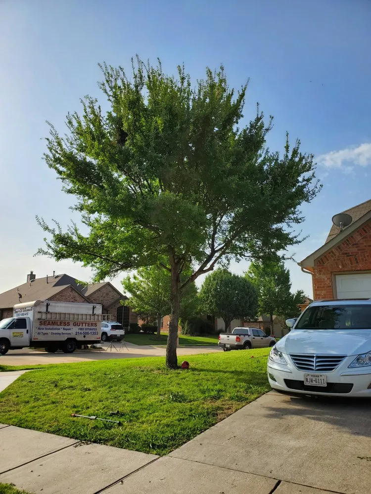 Local residential landscaping in Cross Roads, TX - Premier Yard & Tree Pros
