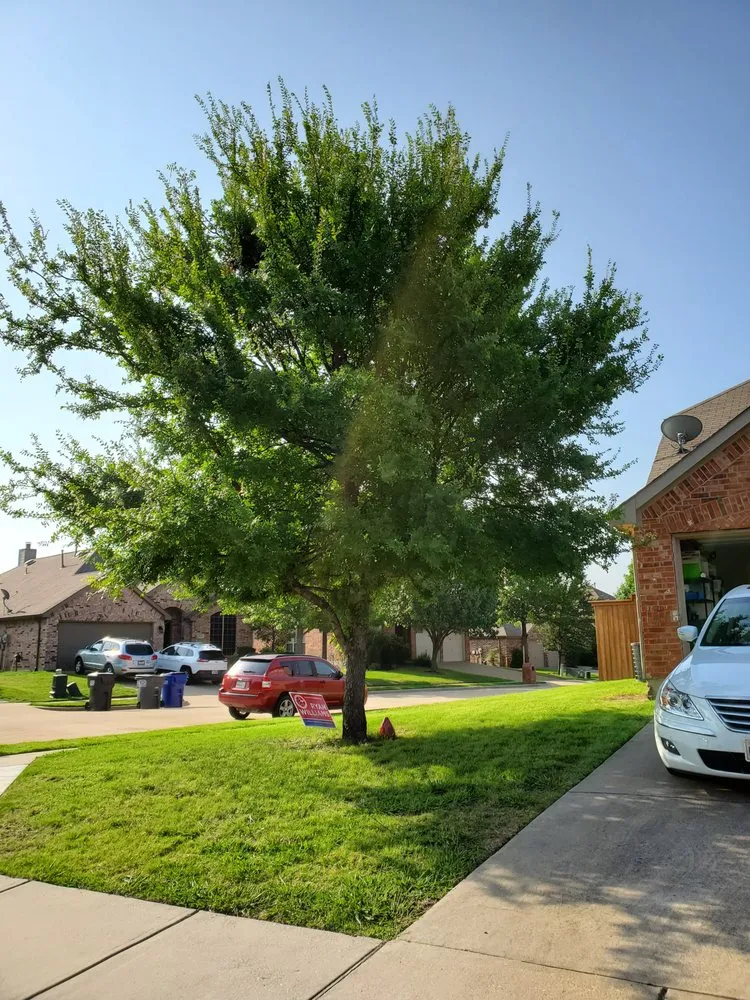 Reliable lawn mowing service in Cross Roads, TX - Premier Yard & Tree Pros