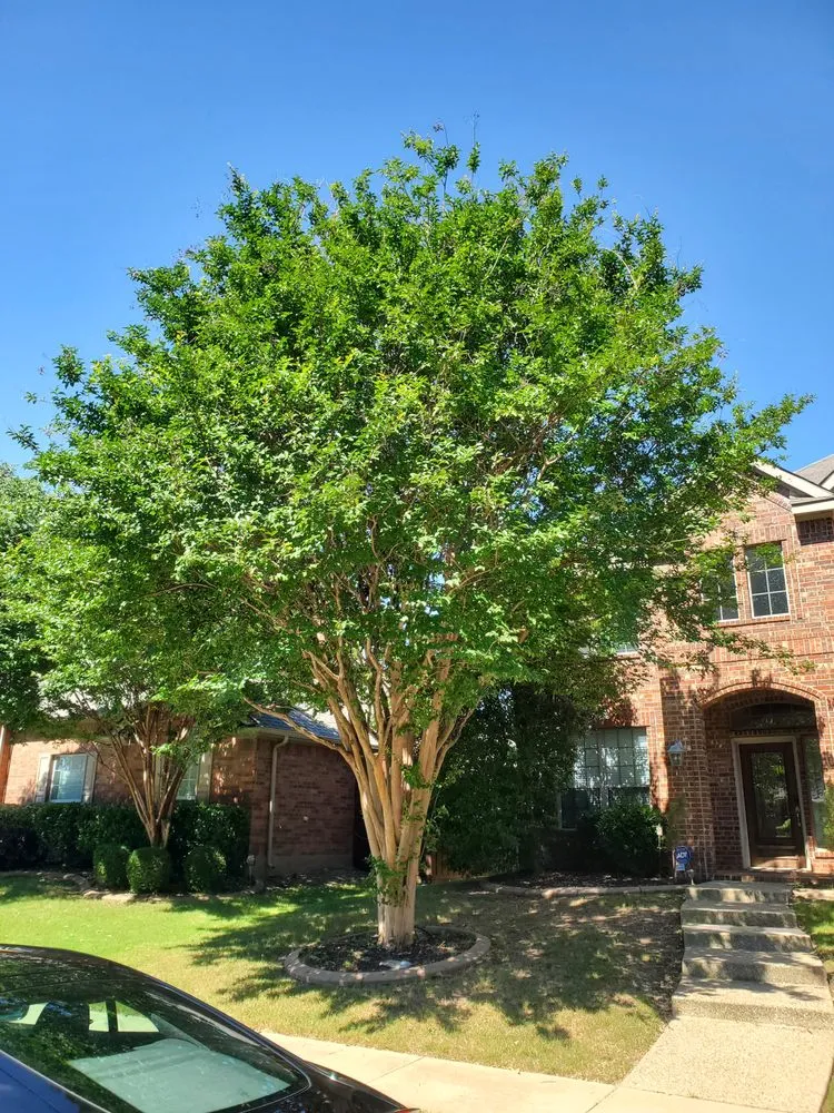 Trusted lawn mowing service experts serving Cross Roads, TX - Premier Yard & Tree Pros