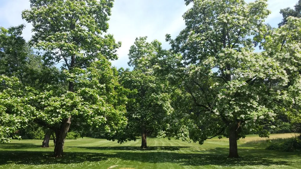 Affordable residential landscaping in Weston, MA - Premiere Landscape