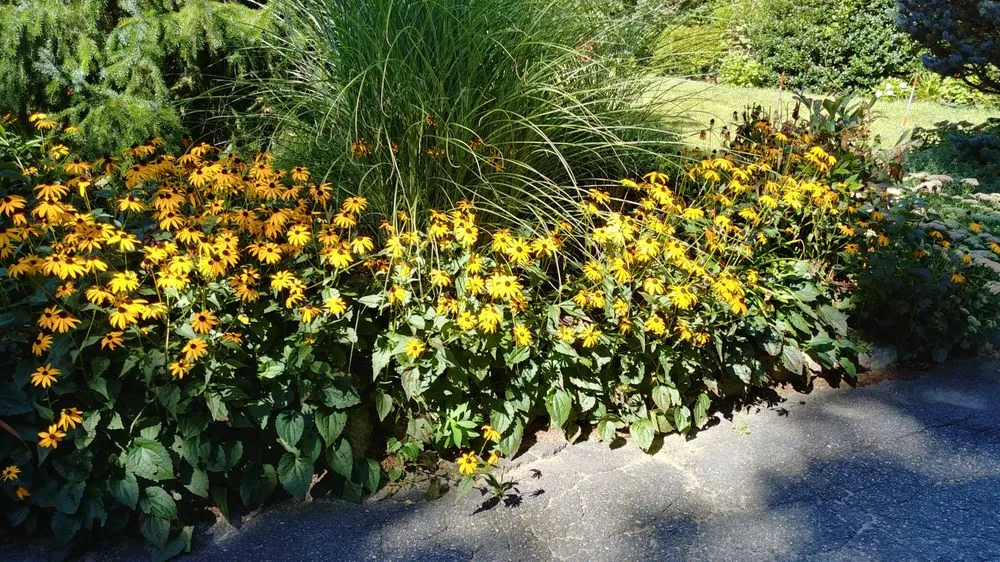 Local landscape installation in Weston, MA - Premiere Landscape