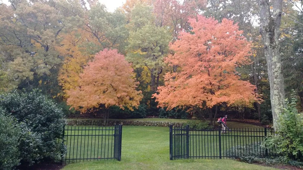 Local yard cleanup service for year-round maintenance in Weston, MA by Premiere Landscape