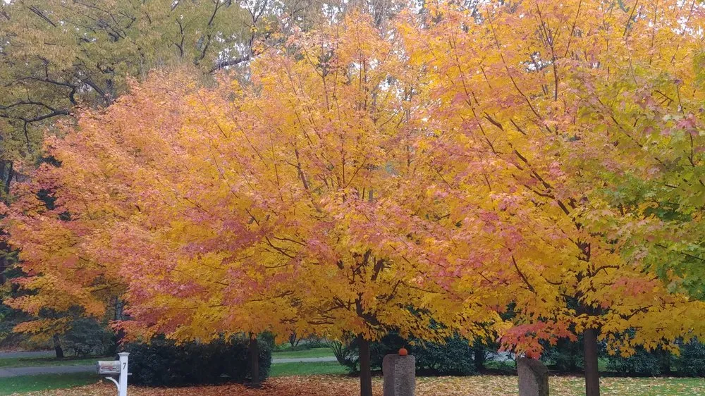 Reliable lawn care service in Weston, MA by Premiere Landscape