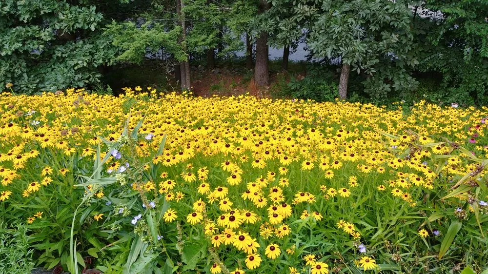 Custom outdoor landscaping for homes across Weston, MA - Premiere Landscape