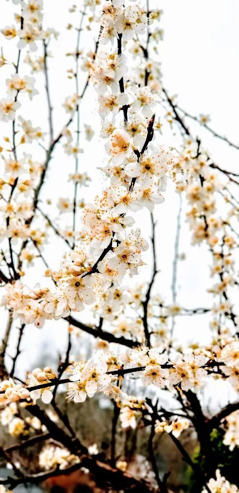 Affordable lawn mowing service in Atlanta, GA by Premium Green'z Landscape & Design