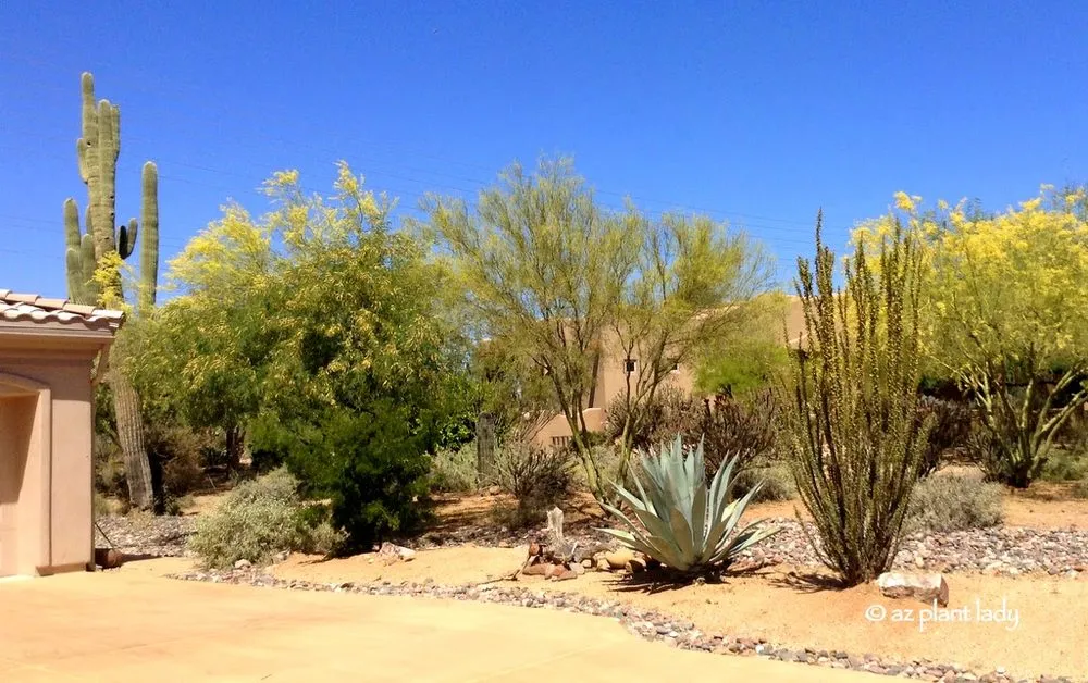 Top-rated landscape installation for outdoor upgrades across Tucson, AZ - Premium Irrigation and Landscaping