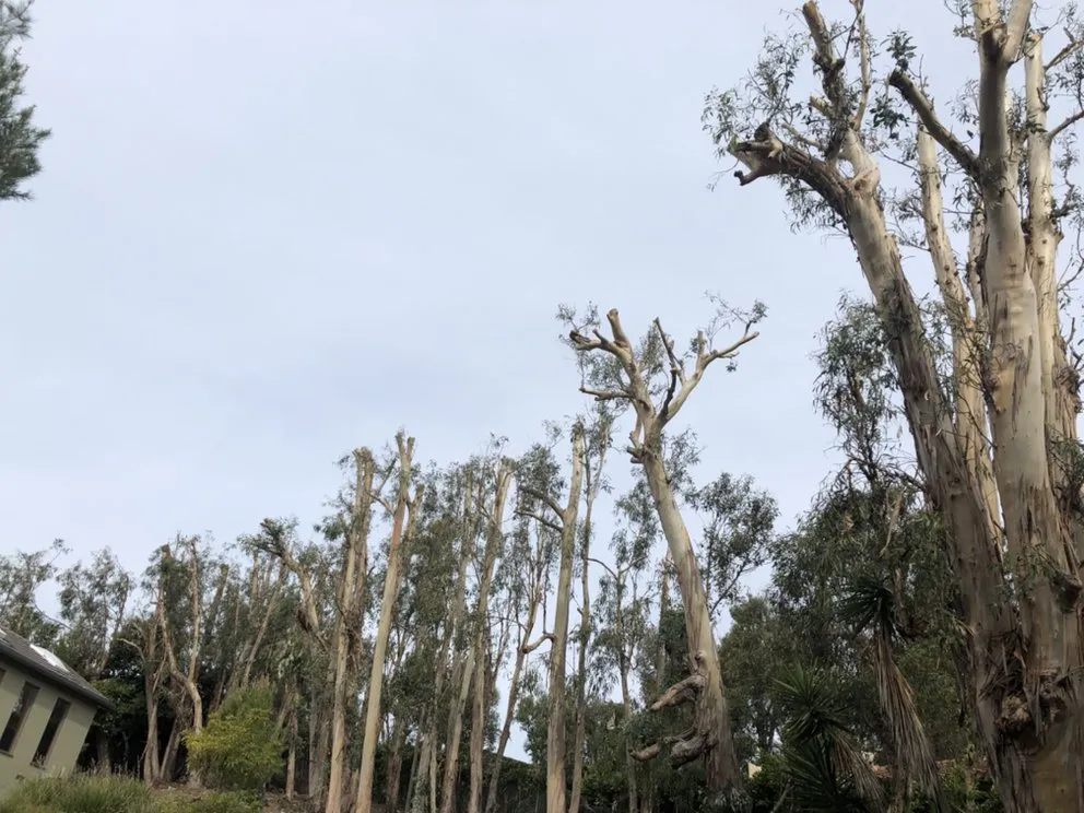 Reliable landscape design in Oxnard, CA - Premium Landscape & More