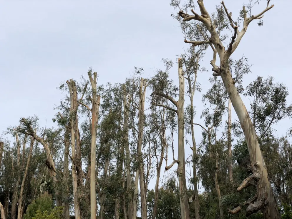 Reliable yard cleanup service in Oxnard, CA - Premium Landscape & More