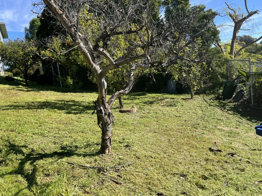 Top-rated lawn mowing service in Hemet, CA - Premium Landscape