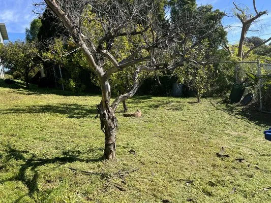 Premium Landscape Logo