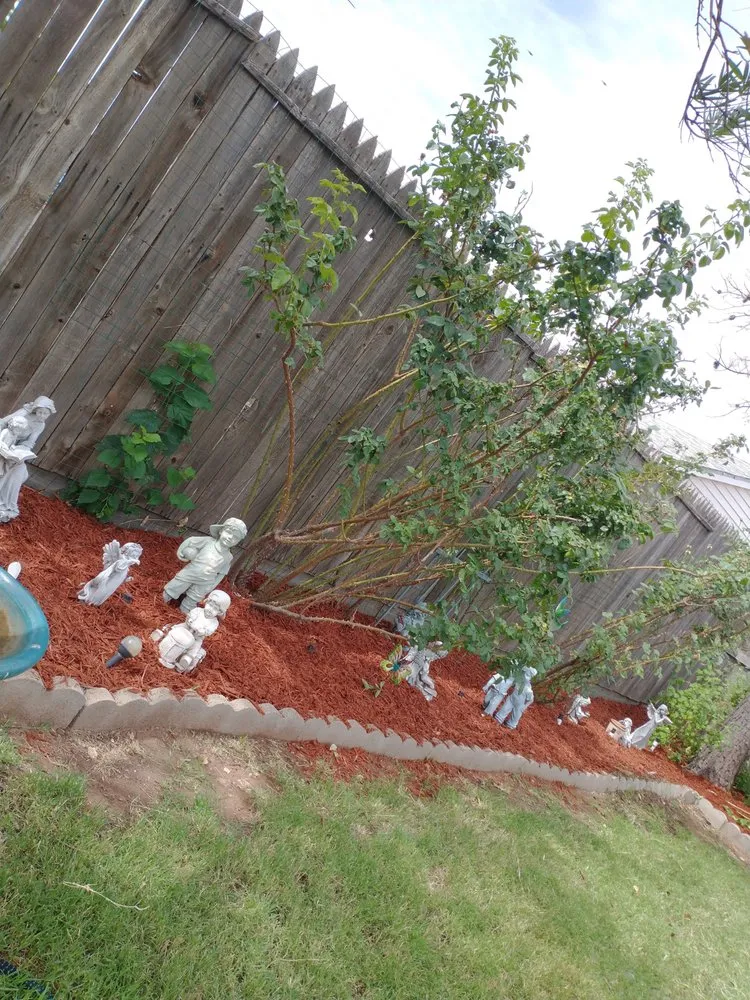 Expert yard cleanup service experts serving Odessa, TX - Premium landscape