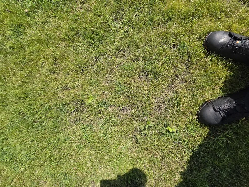 Professional lawn care service experts serving Olympia, WA - Premium Landscape Services