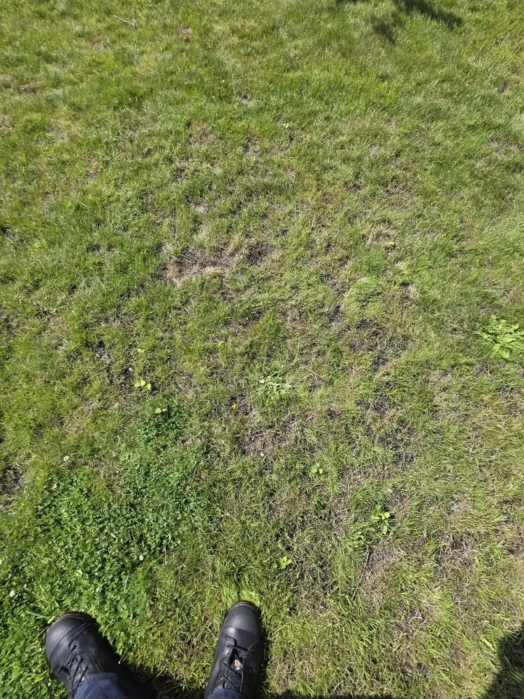 Top-rated landscape installation for outdoor upgrades across Olympia, WA - Premium Landscape Services