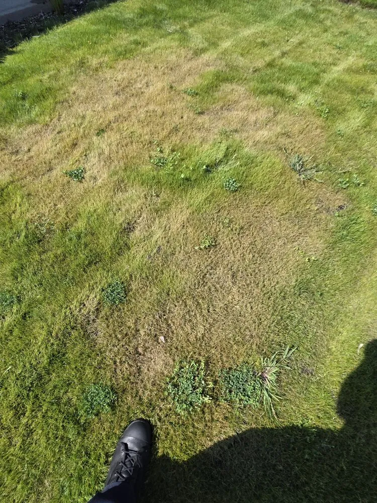 Professional lawn mowing service experts serving Olympia, WA - Premium Landscape Services