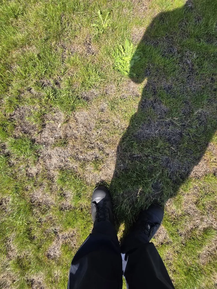 Custom yard cleanup service in Olympia, WA - Premium Landscape Services