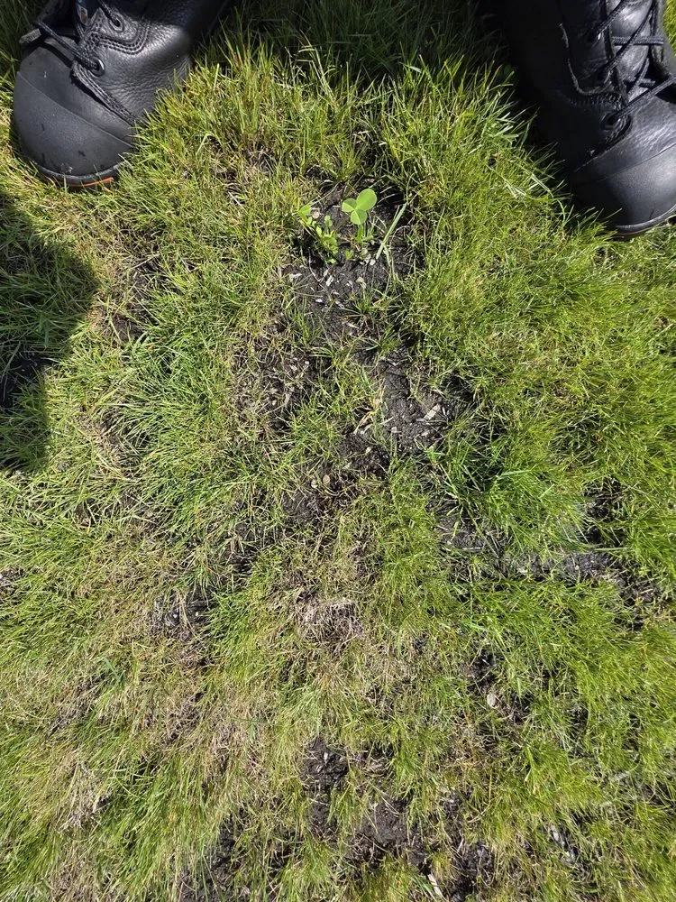 Local residential landscaping experts serving Olympia, WA - Premium Landscape Services