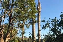 Local landscape design in Escondido, CA - Premium Landscaping & Design