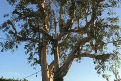 Custom landscape installation with custom design in Escondido, CA by Premium Landscaping & Design