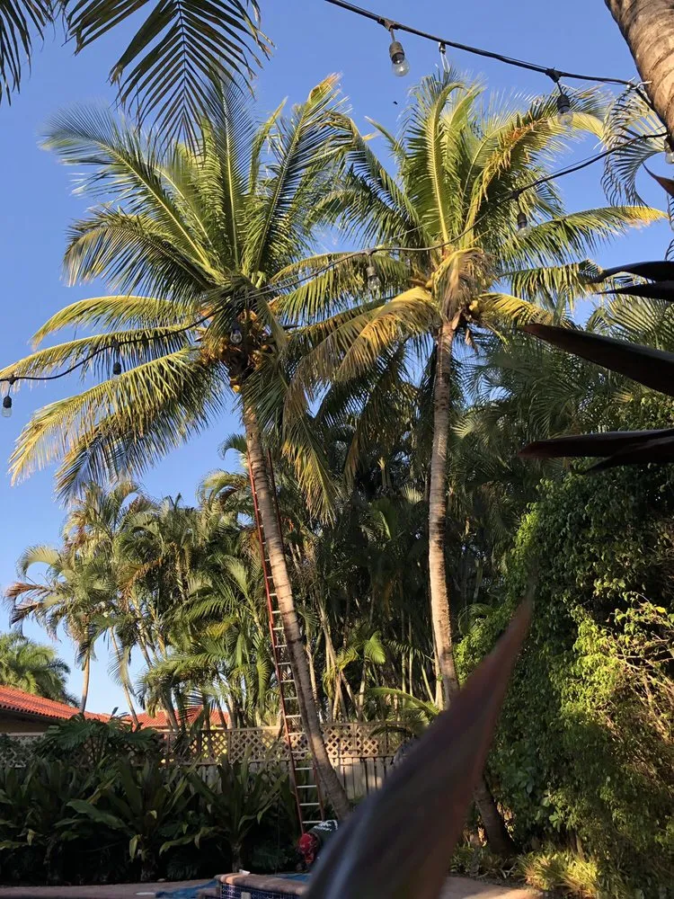 Affordable outdoor landscaping in Miami, FL by Premium Landscaping