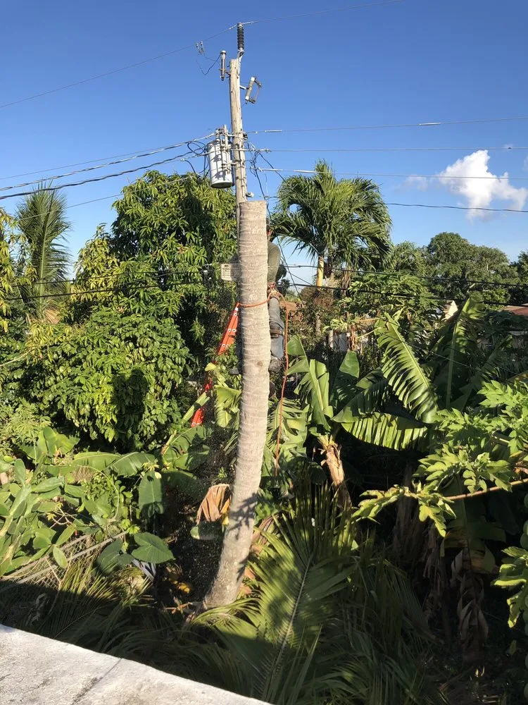 Trusted garden landscaping for residential properties in Miami, FL by Premium Landscaping