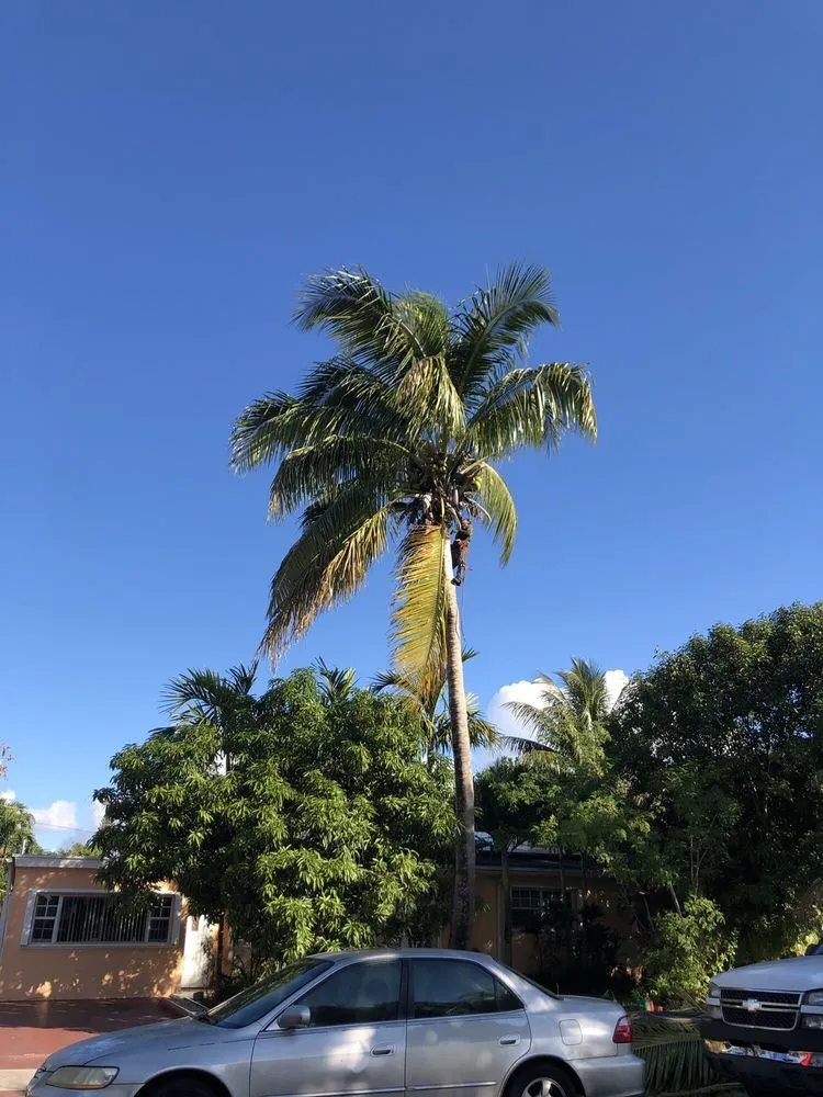 Trusted landscaping services with custom design in Miami, FL by Premium Landscaping