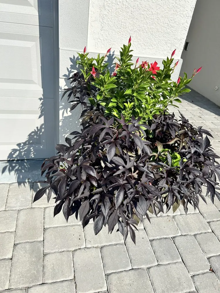 Professional outdoor landscaping in St. Cloud, FL - Premium Landscaping