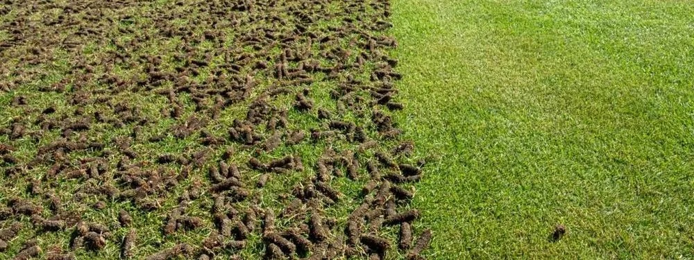 Expert yard cleanup service for homes across Battle Creek, MI - Premium Lawn & Landscape