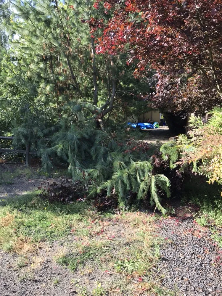 Expert landscape installation near you in Eugene, OR by Premium Lawn & Landscapes