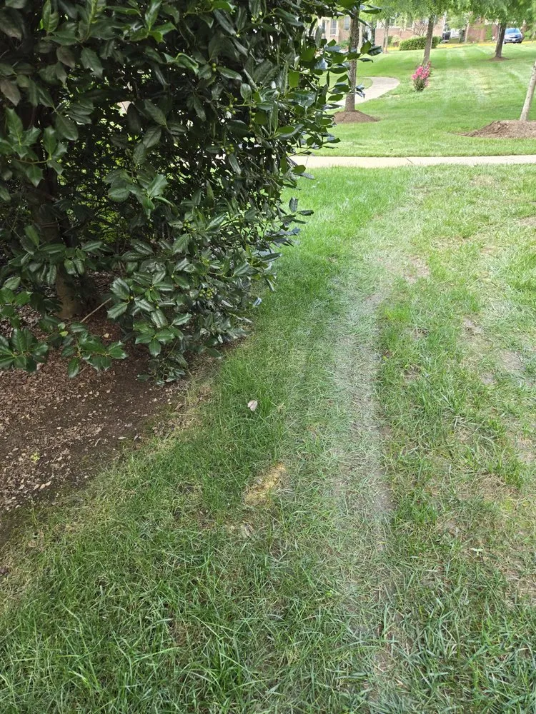 Professional yard cleanup service for homes across Fairfax, VA - Premium Lawn and Landscape