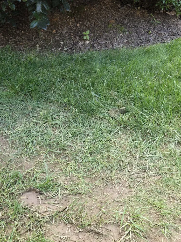 Professional landscape installation in Fairfax, VA - Premium Lawn and Landscape