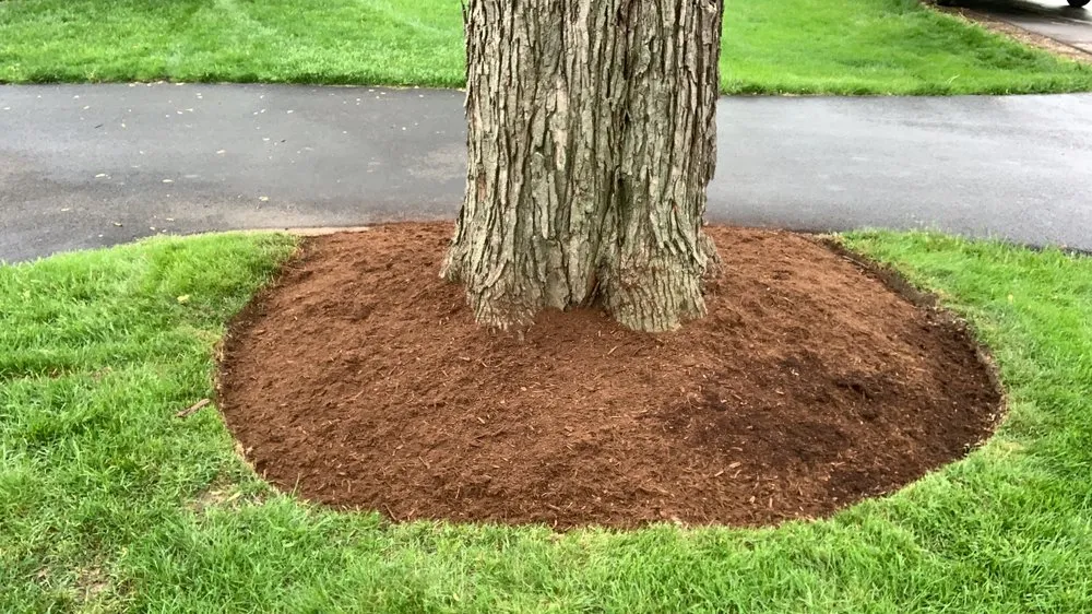 Local yard maintenance for year-round maintenance in West Chicago, IL by Premium Lawn Service