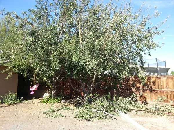 Trusted lawn care service for residential properties in Victorville, CA by Premium Services