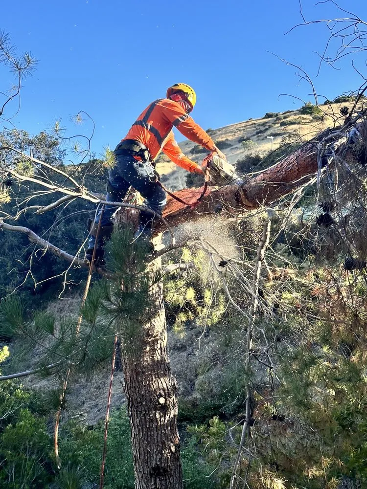 Local lawn care service experts serving Riverside, CA - Premium Tree Care & Landscape Maintenance