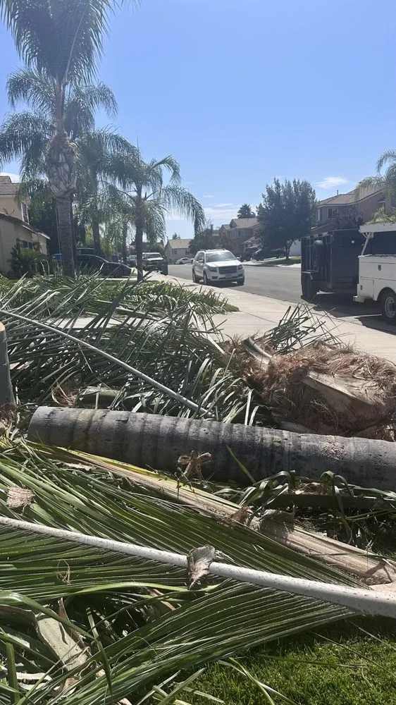 Local lawn care service experts serving Riverside, CA - Premium Tree Care & Landscape Maintenance
