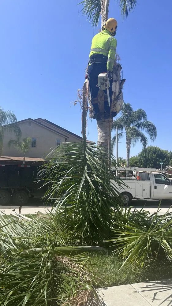 Reliable garden landscaping for homes in Riverside, CA by Premium Tree Care & Landscape Maintenance