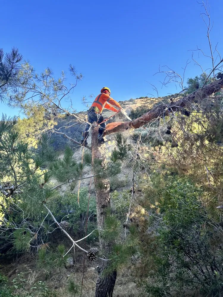 Custom yard cleanup service in Riverside, CA - Premium Tree Care & Landscape Maintenance