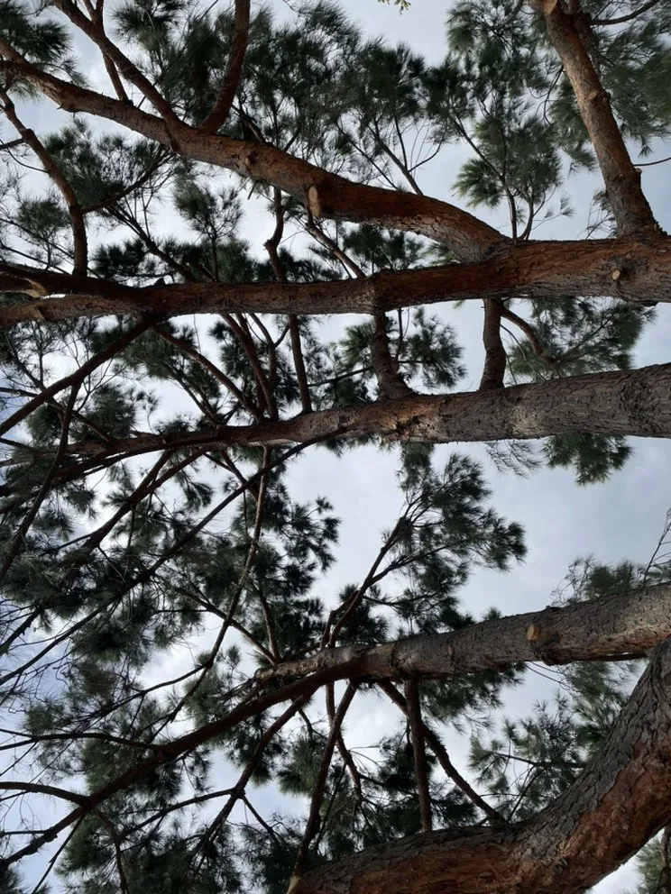 Reliable lawn care service for outdoor upgrades across Chino Hills, CA - Premium Tree Care