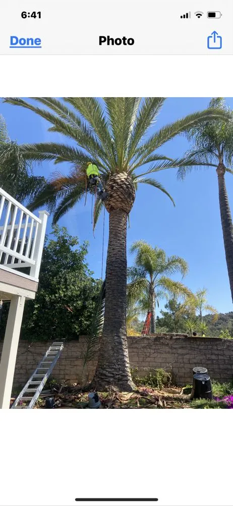 Local lawn care service experts serving Chino Hills, CA - Premium Tree Care