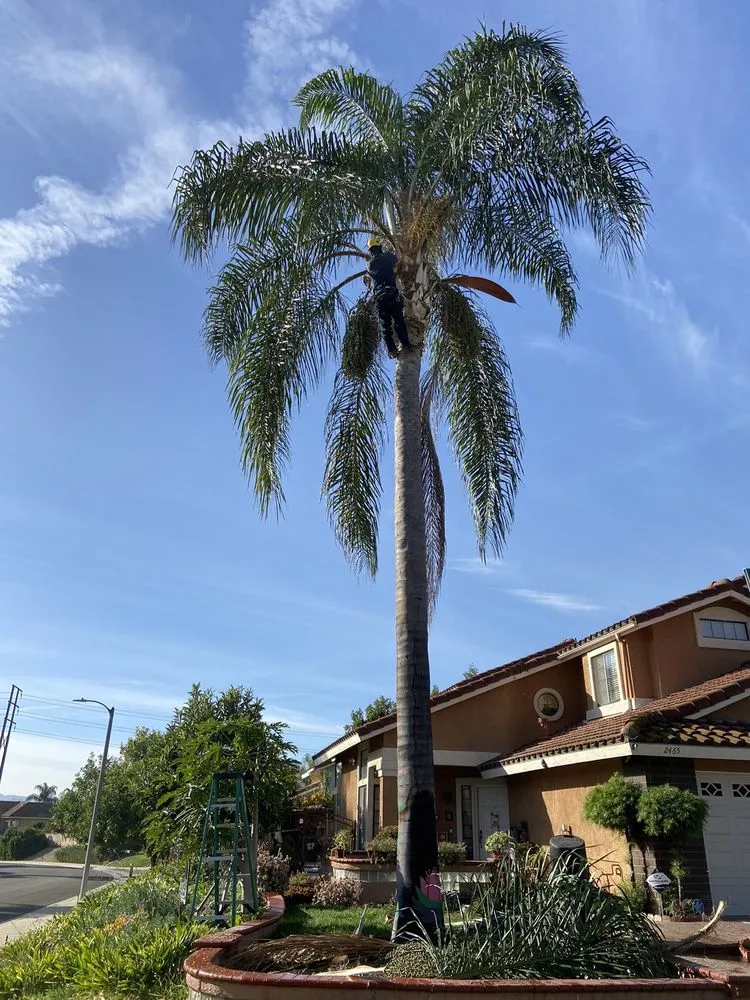 Top-rated garden landscaping in Chino Hills, CA by Premium Tree Care