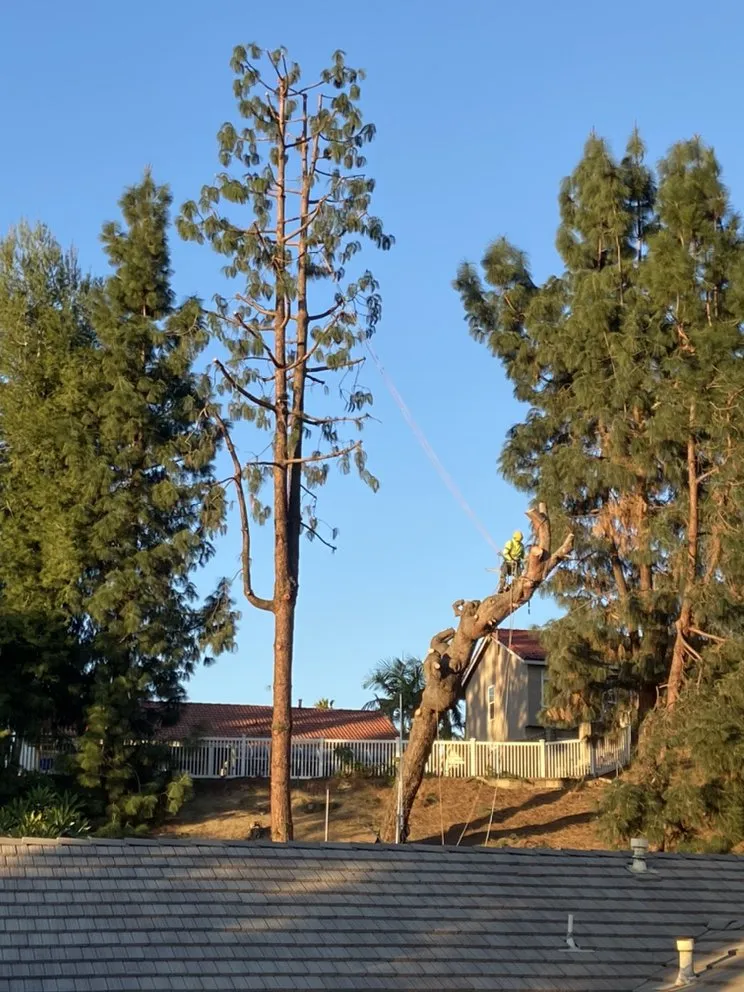 Trusted yard maintenance experts serving Chino Hills, CA - Premium Tree Care