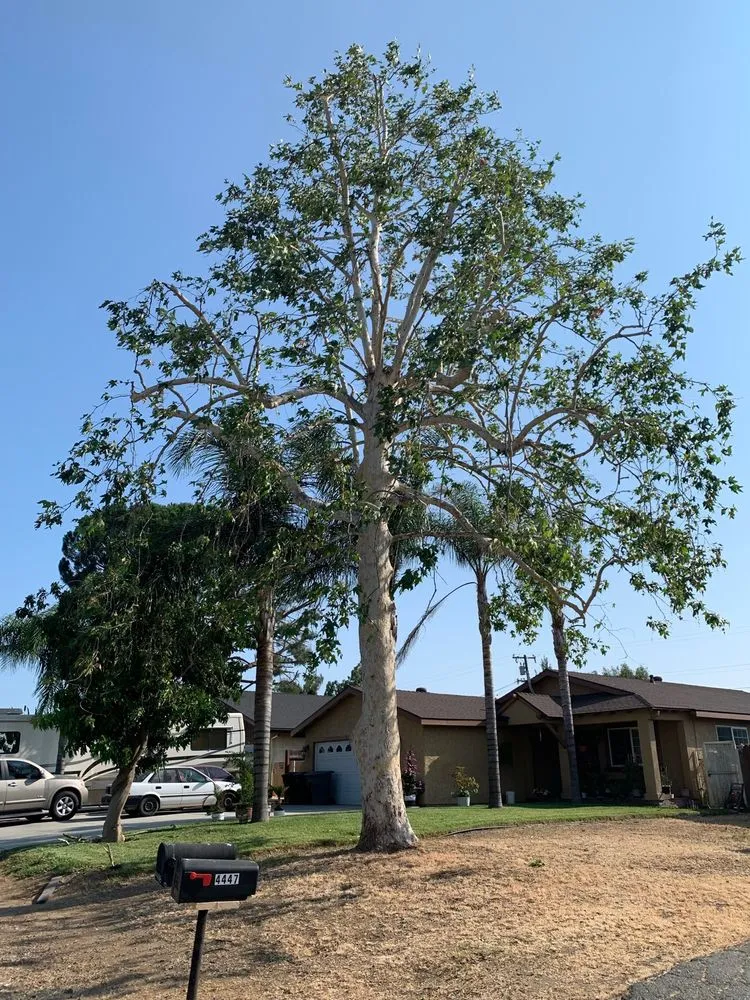 Top-rated lawn care service for residential properties in Chino Hills, CA by Premium Tree Care