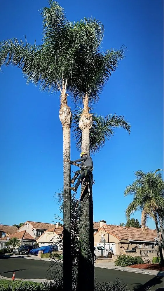 Trusted landscape installation near you in Chino Hills, CA by Premium Tree Care