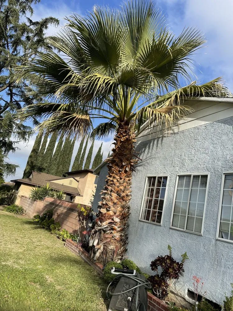 Expert landscape installation in Chino Hills, CA by Premium Tree Care