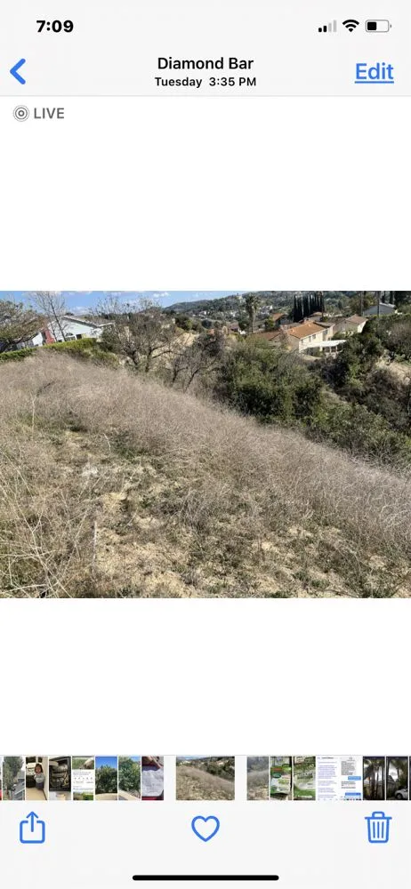 Custom landscaping services experts serving Chino Hills, CA - Premium Tree Care