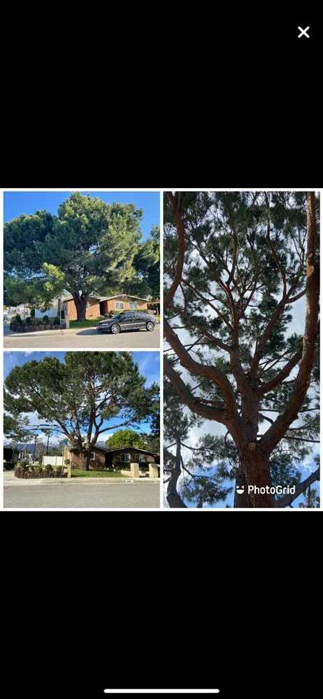 Trusted lawn mowing service experts serving Chino Hills, CA - Premium Tree Care